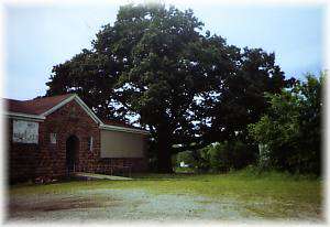 Largest Oak Tree