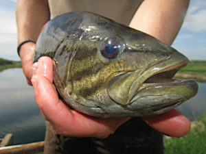 Tips for smallmouth Bass
