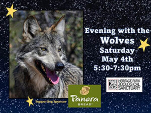 Evening with the Wolves – Heritage Park Zoological Sanctuary