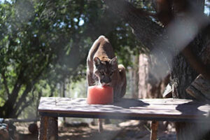 Breakfast with the Mountain Lion – Heritage Park Zoological Sanctuary